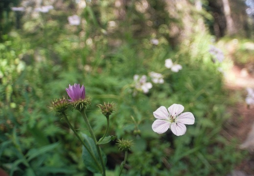 Baker Gulch Trail